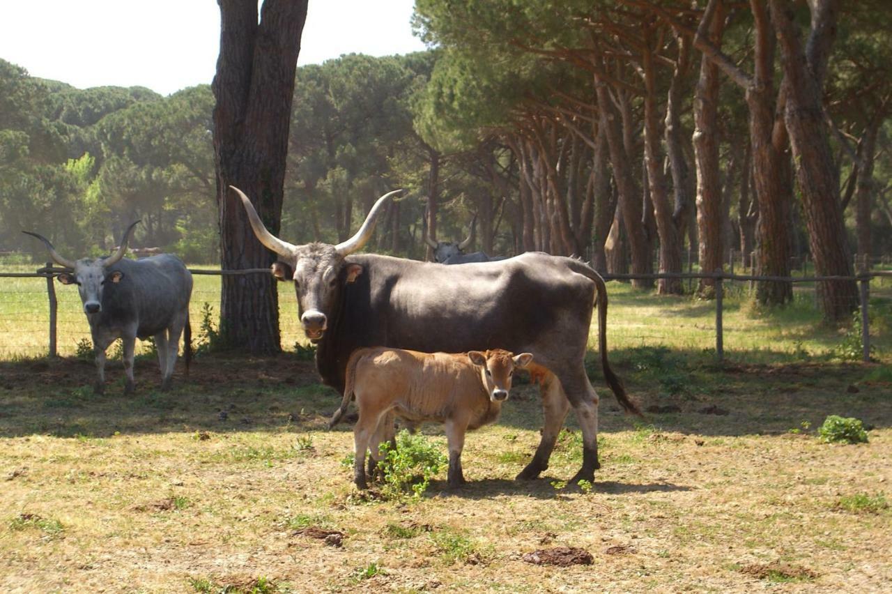 Tenuta San Carlo Marina di Grosseto Bagian luar foto